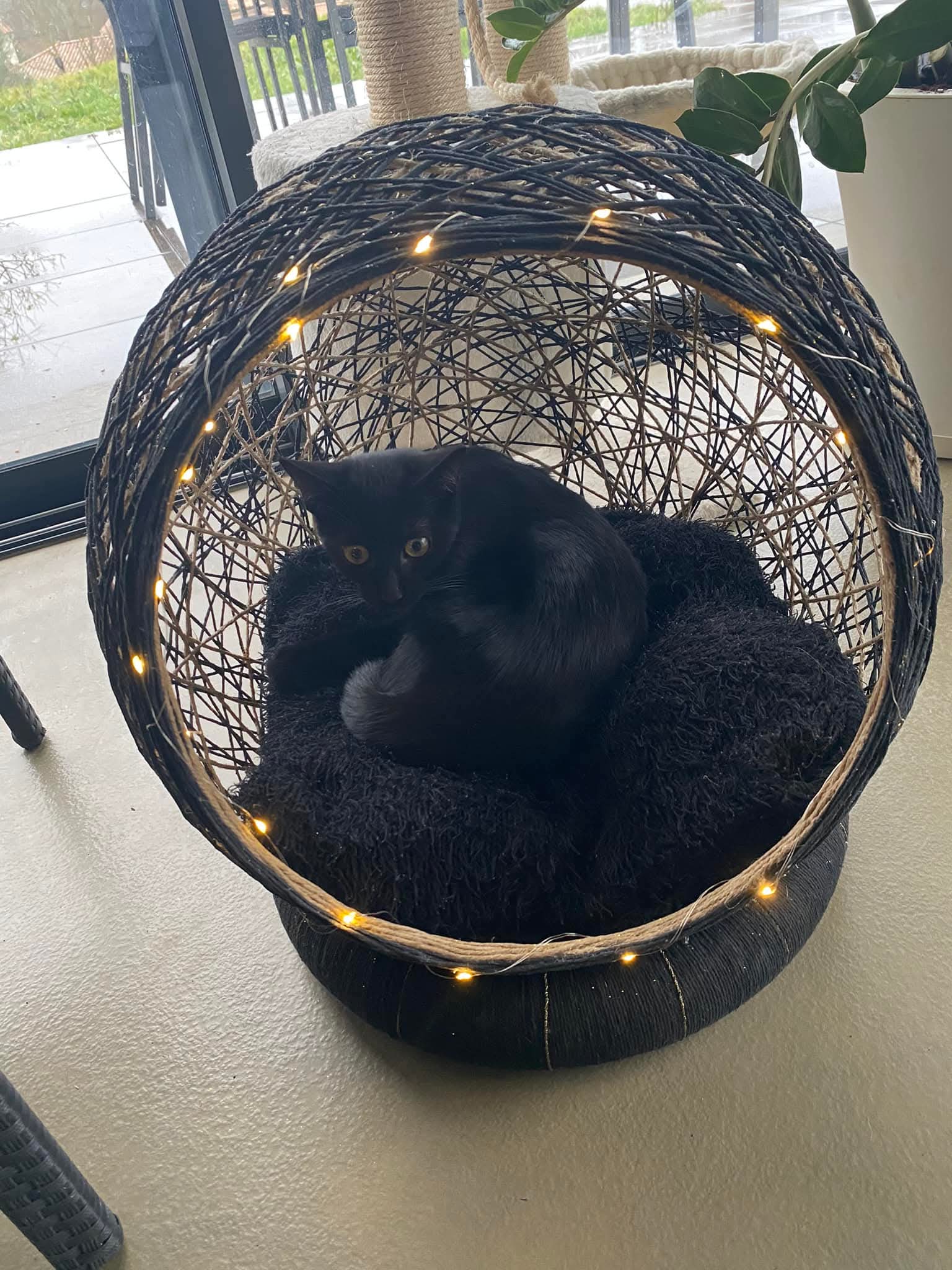 BubbleCat personnalisé – Image 5