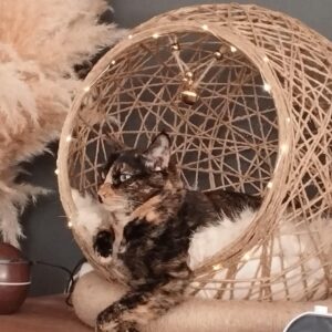 ***Pour Chat***