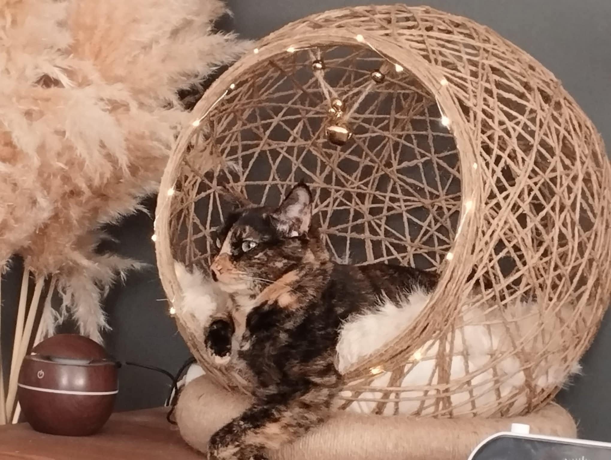 BubbleCat personnalisé